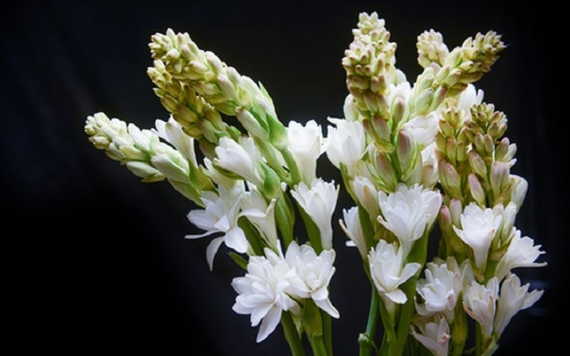 good night plant flower