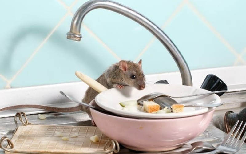 natural rat poison