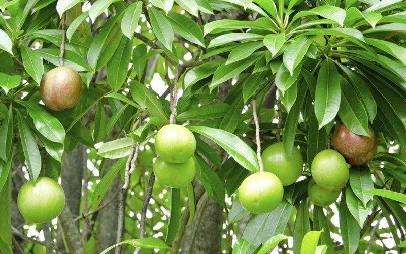 bintaro fruit