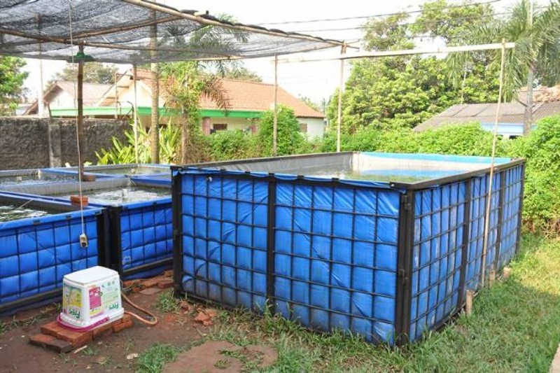 fish pond with an iron frame