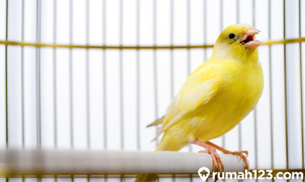 Cara Membedakan Kenari Jantan dan Betina secara Fisik. Lengkap!