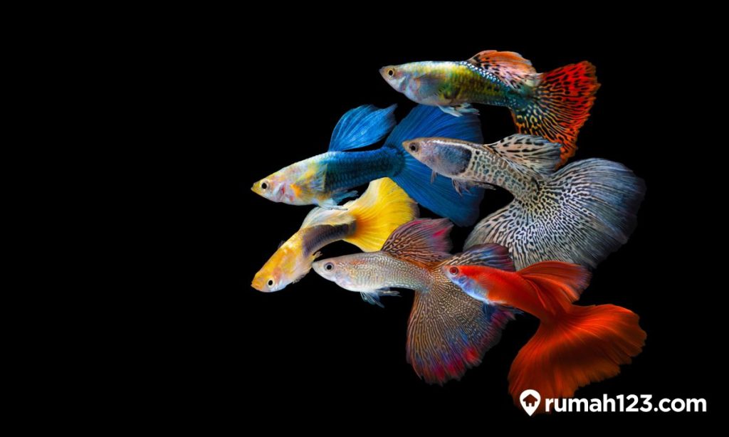 10 Jenis Ikan Guppy dan Harganya di Tahun 2023