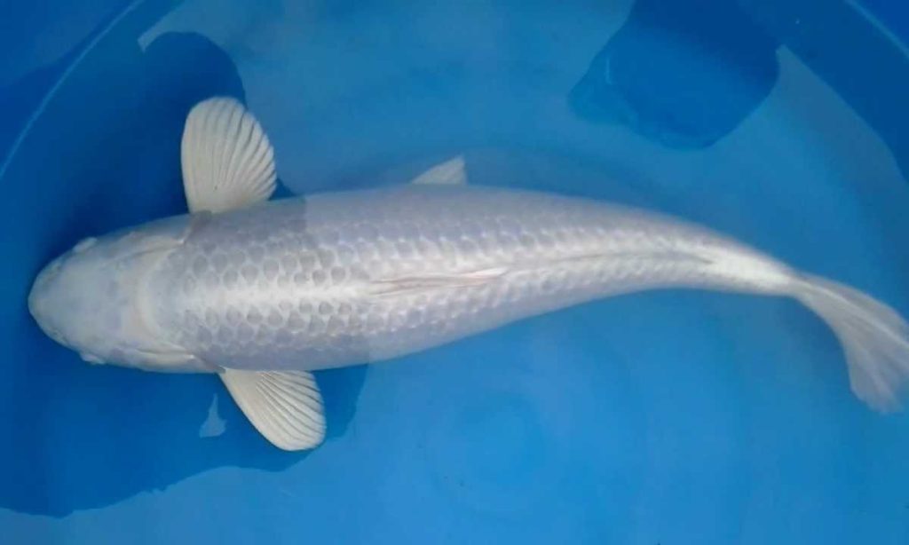 Mengetahui Pesona Ikan Koi Ogon Platinum dan Cara Merawatnya