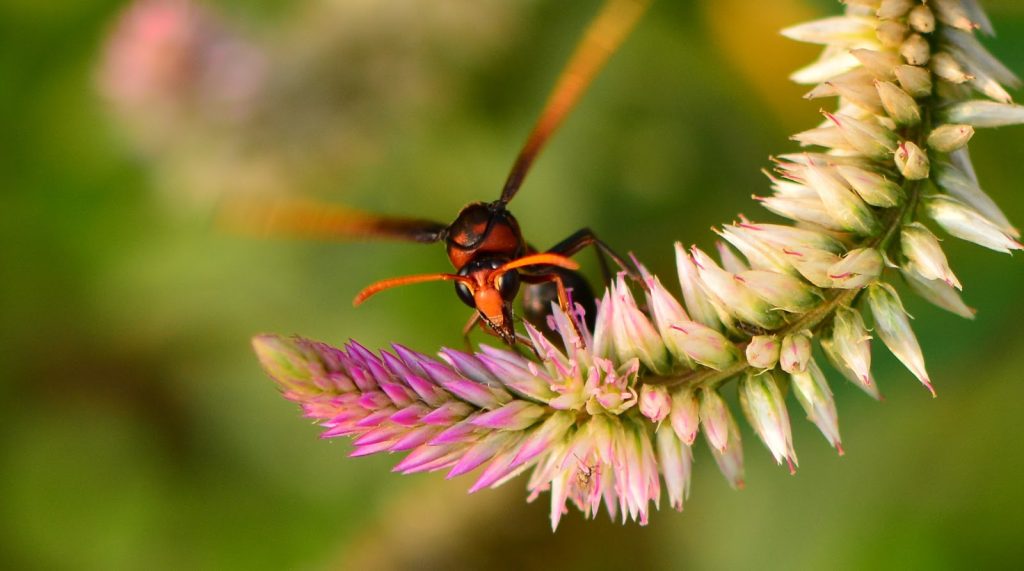 Arti Tawon Masuk Rumah Menurut Primbon Jawa, Pertanda Baik?