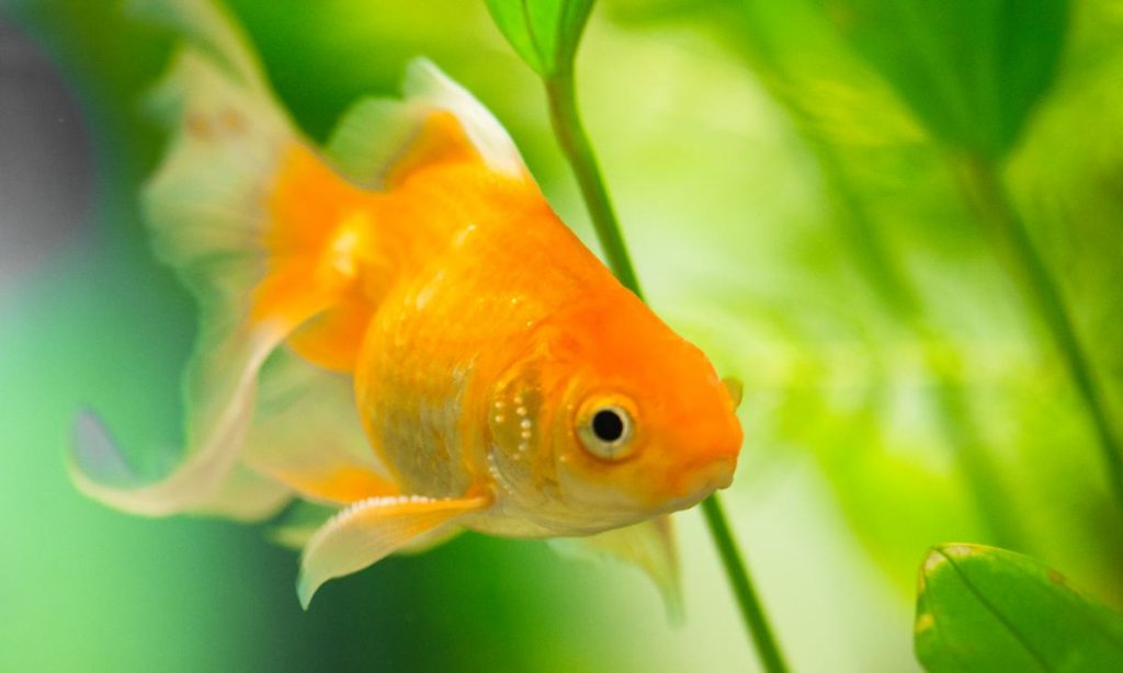 Cara Membedakan Ikan Koki Jantan dan Betina. Mudah Diidentifikasi!