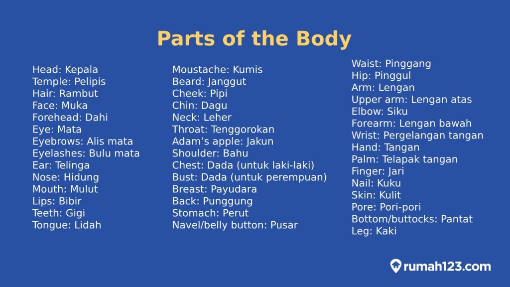 Nama-Nama Anggota Tubuh dalam Bahasa Inggris dan Artinya