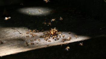 obat anti rayap di toko bangunan