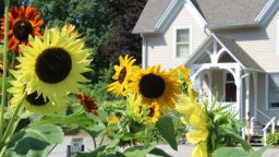 cara menanam bunga matahari